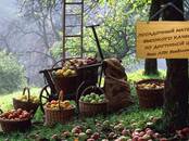 Домашние растения Плодовые деревья, саженцы, цена 500 рублей, Фото