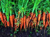 Продовольствие,  Овощи Морковь, цена 22 рублей/кг., Фото