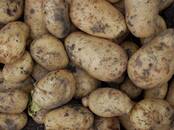 Продовольствие,  Овощи ﻿Картофель, цена 10 рублей/кг., Фото