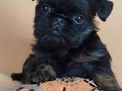 Собаки, щенки Бельгийский гриффон, цена 60 000 рублей, Фото