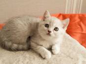 Кошки, котята Британская короткошерстная, цена 13 000 рублей, Фото