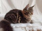 Кошки, котята Мэйн-кун, цена 14 000 рублей, Фото