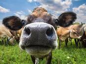 Животноводство,  Сельхоз животные Крупно-рогатый скот, цена 7 700 рублей, Фото