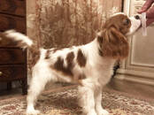 Собаки, щенки Кавалер-Кинг-Чарльз спаниель, цена 3 200 рублей, Фото