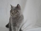 Кошки, котята Шотландская короткошерстная, цена 5 000 рублей, Фото