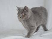 Кошки, котята Шотландская короткошерстная, цена 5 000 рублей, Фото