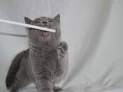 Кошки, котята Шотландская короткошерстная, цена 6 000 рублей, Фото
