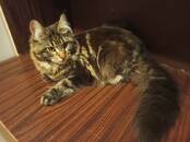 Кошки, котята Мэйн-кун, цена 12 000 рублей, Фото