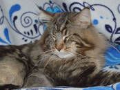Кошки, котята Мэйн-кун, цена 12 000 рублей, Фото