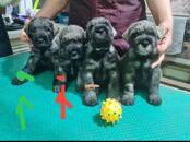 Собаки, щенки Миттельшнауцер, цена 30 000 рублей, Фото