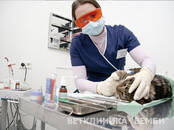 Ветеринария Ветеринары и ветеринарные клиники, Фото