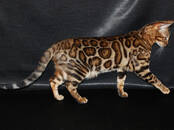Кошки, котята Бенгальская, цена 65 000 рублей, Фото