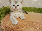Кошки, котята Британская короткошерстная, цена 15 000 рублей, Фото