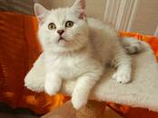 Кошки, котята Британская короткошерстная, цена 16 000 рублей, Фото