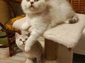 Кошки, котята Британская короткошерстная, цена 16 000 рублей, Фото