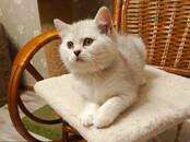 Кошки, котята Британская короткошерстная, цена 16 000 рублей, Фото