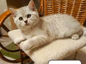 Кошки, котята Британская короткошерстная, цена 16 000 рублей, Фото