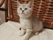 Кошки, котята Британская короткошерстная, цена 16 000 рублей, Фото