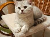Кошки, котята Британская короткошерстная, цена 16 000 рублей, Фото