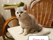 Кошки, котята Британская короткошерстная, цена 16 000 рублей, Фото