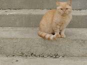 Кошки, котята Шотландская короткошерстная, цена 700 рублей, Фото