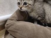 Кошки, котята Беспородная, Фото