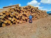 Стройматериалы,  Материалы из дерева Брёвна, цена 10 000 рублей, Фото