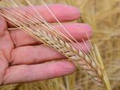 Сельское хозяйство Семена и рассада, цена 22 рублей, Фото