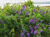 Сельское хозяйство Семена и рассада, Фото