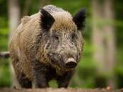 Охота, рыбалка Другое, Фото