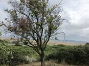 Земля и участки,  Краснодарский край Анапа, Фото