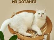 Интернет-услуги Web-дизайн и разработка сайтов, Фото