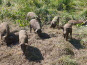 Животноводство,  Сельхоз животные Свиньи, Фото