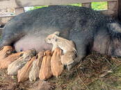 Животноводство,  Сельхоз животные Свиньи, Фото