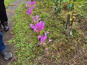 Дачи и огороды,  Московская область Новорижское ш., Фото