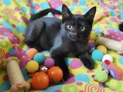 Кошки, котята Беспородная, Фото