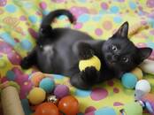 Кошки, котята Беспородная, Фото