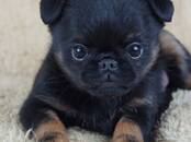 Собаки, щенки Бельгийский гриффон, Фото