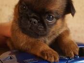 Собаки, щенки Бельгийский гриффон, Фото