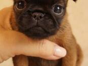 Собаки, щенки Бельгийский гриффон, Фото