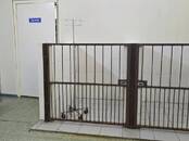 Ветеринария Ветеринары и ветеринарные клиники, Фото