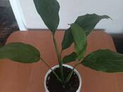 Домашние растения Цветы, Фото