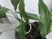 Домашние растения Цветы, Фото