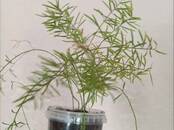 Домашние растения Цветы, Фото