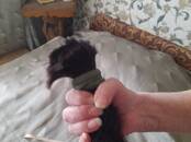 Красота, внешний вид,  Волосы Разное, Фото