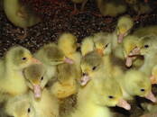 Птицеводство Гуси, Фото