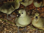 Птицеводство Гуси, Фото