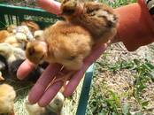 Птицеводство Куры, Фото