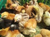 Птицеводство Куры, Фото