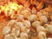 Птицеводство Индюки, Фото